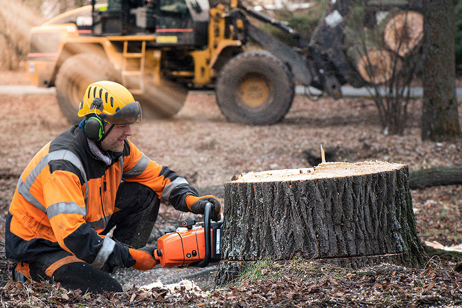 Stump Grinding Removal